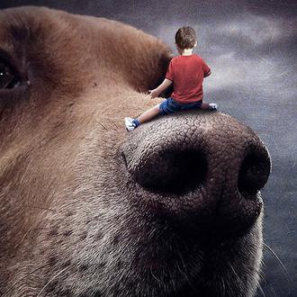 El arte del photoshop o cómo fomentar la adopción de …