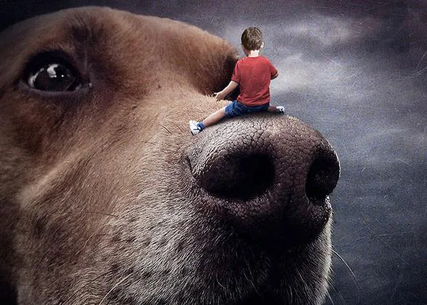 El arte del photoshop o cómo fomentar la adopción de canes con imaginación