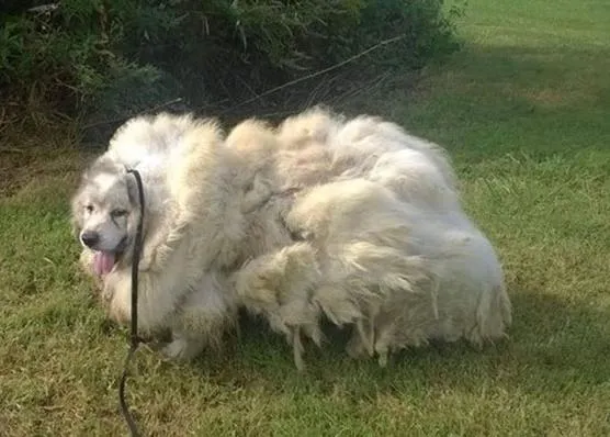 Rescatan a un perro tras 6 años encerrado y le liberan de ¡casi 16 kg de pelo! 