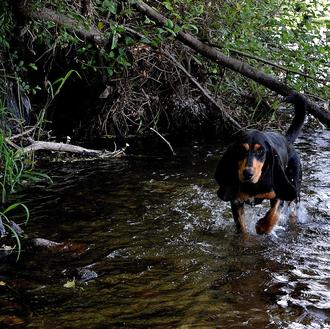 Escapadas con perro en Galicia: rutas para disfrutar (mucho) en …