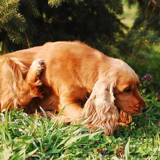Dermatitis Atópica Canina: qué es y cómo se trata