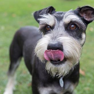 Agenda SrPerro septiembre: Quedadas perrunas, TupperDog, Salpican y mercadillos cool 