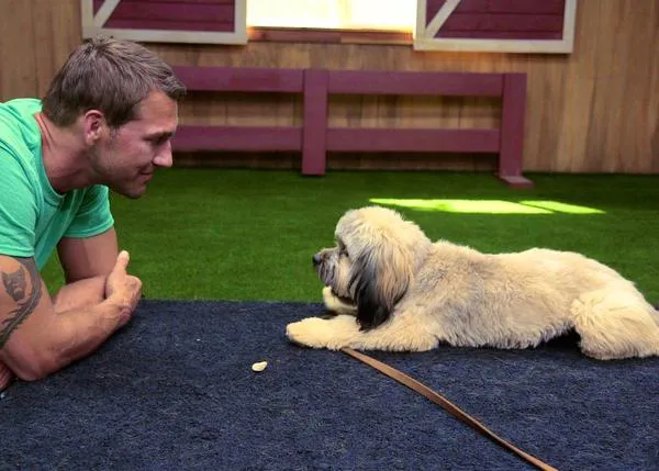 El paje más divino en una boda: el perro recién adoptado por una pareja aprende a llevar los anillos