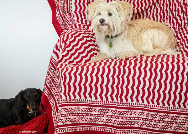 FAADA reclama que el nuevo decreto de vivienda incluya a las familias que conviven con perros y gatos