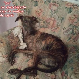 Cuatro perros envenenados en los parques de Logroño en la …