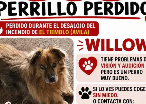 La protectora Villa Pepa pide productos de limpieza y comida para ayudar a los perros realojados (y otras formas de ayudar)