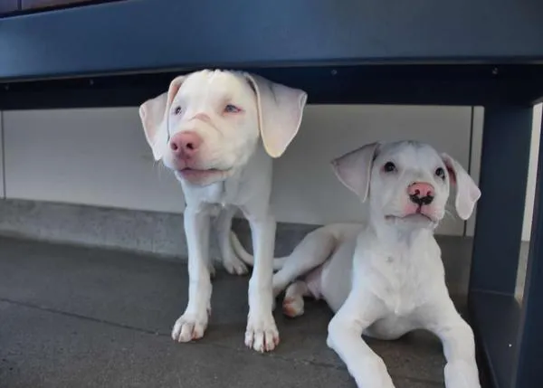 Una adopción doble muy especial:  una cachorrota sorda y casi ciega encuentra un hogar junto a su hermano