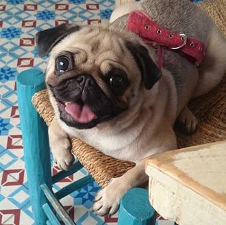 Maya, una Carlino de Malasaña, necesita nuestra ayuda