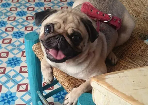 Maya, una Carlino de Malasaña, necesita nuestra ayuda