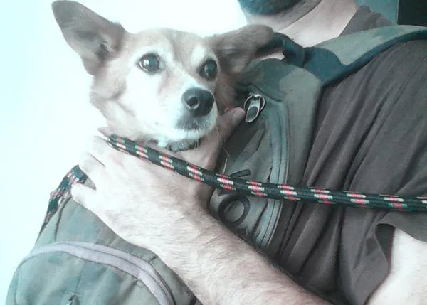Desventuras de un SrPerro en Metro de Madrid: Pitu (menos de 5Kg) no es bienvenido