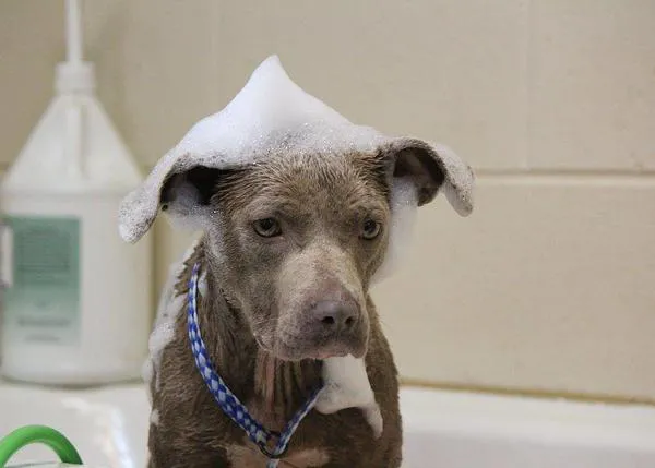 La impresionante recuperación en cuerpo y espíritu de una cachorra abandonada 