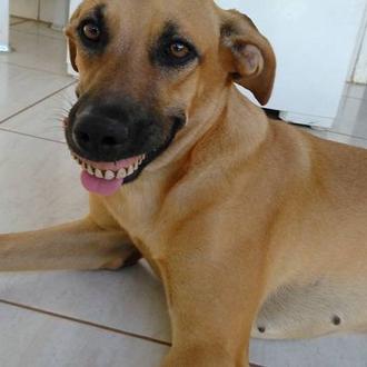 La sonrisa perruna más surrealista: los nuevos dientes de Pandora