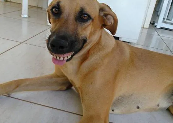 La sonrisa perruna más surrealista: los nuevos dientes de Pandora