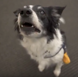 Perros que saben hablar: el impresionante Proyecto FIDO en acción