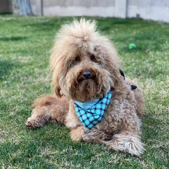 Un perro con necesidades especiales inspira a su familia a …