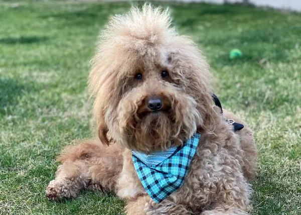 Un perro con necesidades especiales inspira a su familia a crear una fundación para ayudar a otros canes como él
