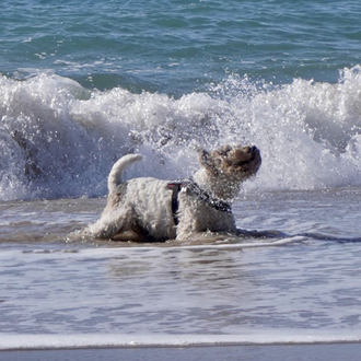 Milú, un gran perro de mar, ganador del concurso de …