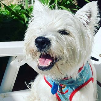 Una visita con perro a un centro comercial convertida en …