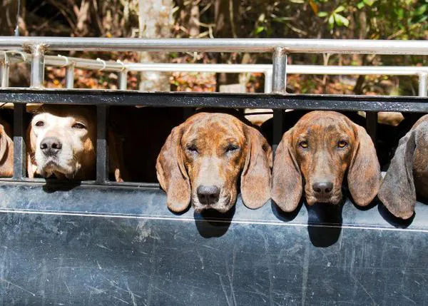 #NiUnaPotaEnrere: alertan ante un peligroso cambio legal que afectaría, sobre todo, a los perros de caza en Cataluña