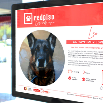 Redpiso echa una pata a los perros y gatos de …
