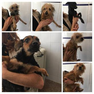 Encuentran a 11 perros en dos contenedores en Alicante: la …