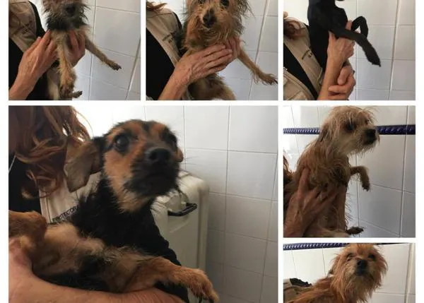 Encuentran a 11 perros en dos contenedores en Alicante: la Policía pide colaboración para localizar a los culpables de ese maltrato