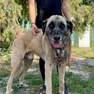 La gestión de los dos centros de protección animal de …