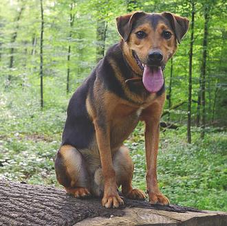 La esterilización temprana de perros grandes aumenta el riesgo de …