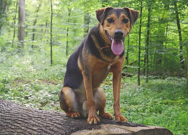 La esterilización temprana de perros grandes aumenta el riesgo de que sufran patologías articulares