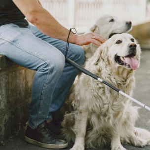 El Gobierno garantiza el bienestar y derechos de los perros …
