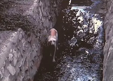 Historias con final feliz: Quique, un perro rescatado busca ahora hogar definitivo