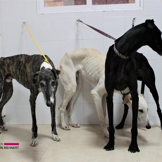 Los desechos de la caza: Tuki, Picasso, Marco, Pau, Frida …