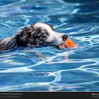 ¡Al agua perros y humanos! Planazo solidario y divertido: Salpican …