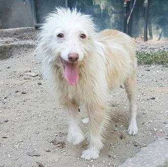 Realojados en casas de acogida los animales de dos protectoras …