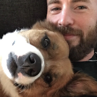 Los amores perros de Chris Evans: su perro ha sido …