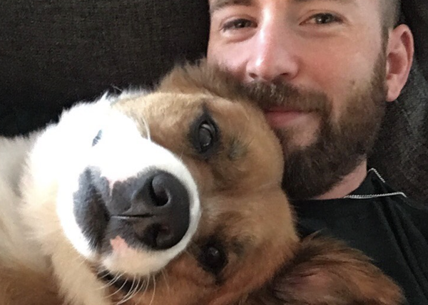 Los amores perros de Chris Evans: su perro ha sido operado y él le ha cosido su juguete favorito :-)