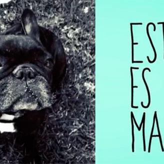 Perros robados, perros perdidos y reencuentros 