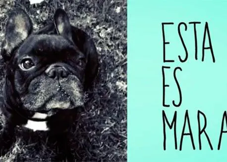Perros robados, perros perdidos y reencuentros 