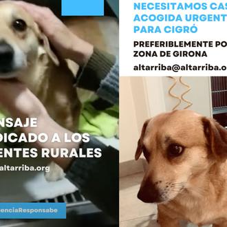 ¿Perros de primera y de segunda? Un can casi moribundo …