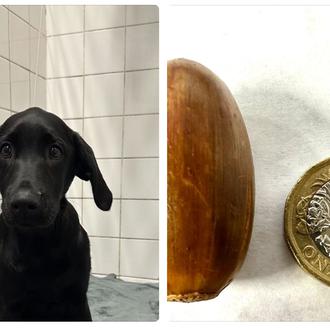 Las bellotas: un peligro inesperado pero real para los perros …