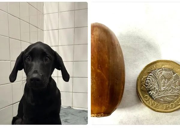 Las bellotas: un peligro inesperado pero real para los perros porque pueden causar obstrucción intestinal y son tóxicas
