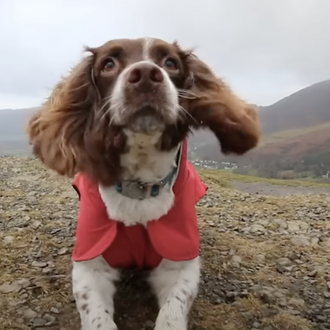 La terapia canina de Max, el perro que salvó la …