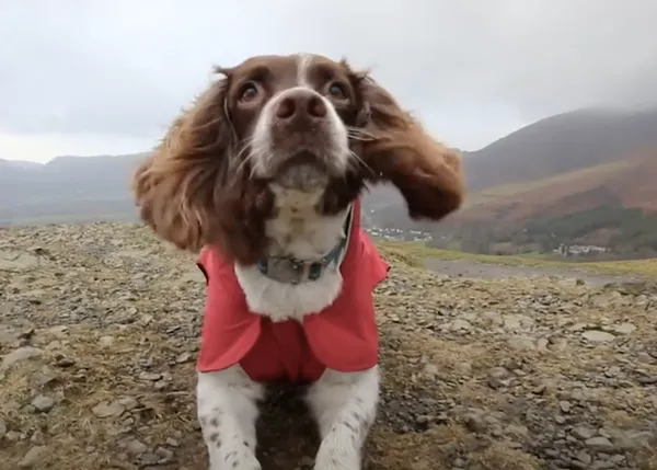 La terapia canina de Max, el perro que salvó la vida de un hombre y ha recaudado 300.000 € para organizaciones benéficas