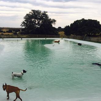 Summer Dog: chapuzones solidarios y planazo para humanos perrunos en …