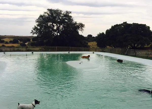 Summer Dog: chapuzones solidarios y planazo para humanos perrunos en Madrid el 25 de junio