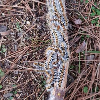 Alertas por presencia de oruga procesionaria en Barcelona, Madrid, Vigo …
