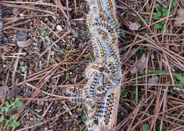 Alertas por presencia de oruga procesionaria en Barcelona, Madrid, Vigo, Valladolid, Vivero, Almería, Málaga. Calvià...