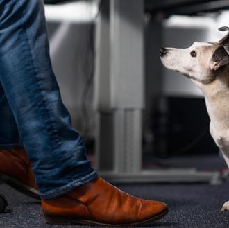 Medicina para humanos estresados: perros (adoptados) se convierten en la …