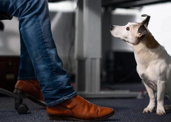 Medicina para humanos estresados: perros (adoptados) se convierten en la mejor compañía en algunas empresas 