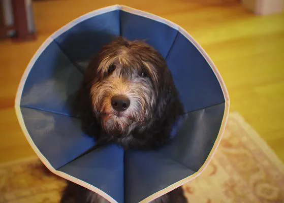 Recomendaciones de los etólogos españoles sobre la castración quirúrgica en perros: efectos sobre su conducta y salud